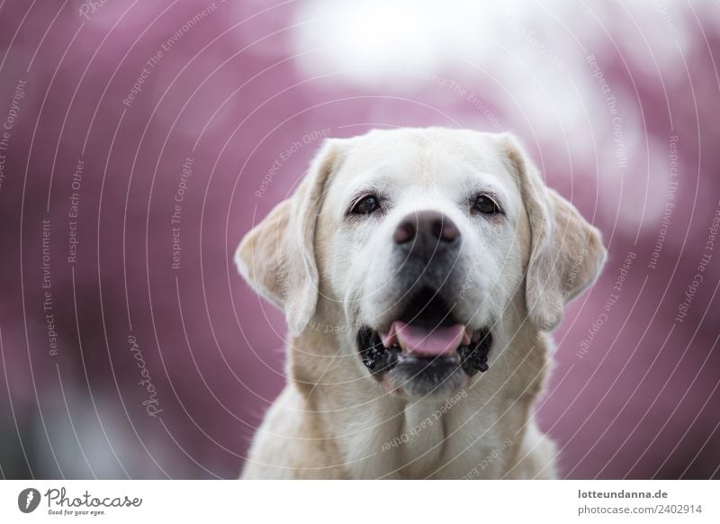 Yellow Labrador retriever before cherry blossoms Pet Dog 1 Animal Beautiful Cuddly Pink Colour photo Exterior shot Morning Shallow depth of field