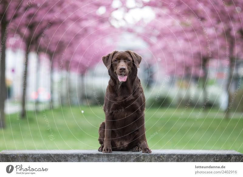 Brown Labrador retriever sits in front of cherry blossoms Tree Cherry blossom Pet Dog 1 Animal To enjoy Wait Colour photo Exterior shot Morning