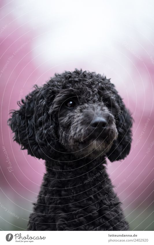 Poodle Portrait Animal Pet Dog Animal face Pelt 1 Observe Listening Dream Wait Authentic Happy Cute Smart Beautiful Pink Black Love of animals Patient