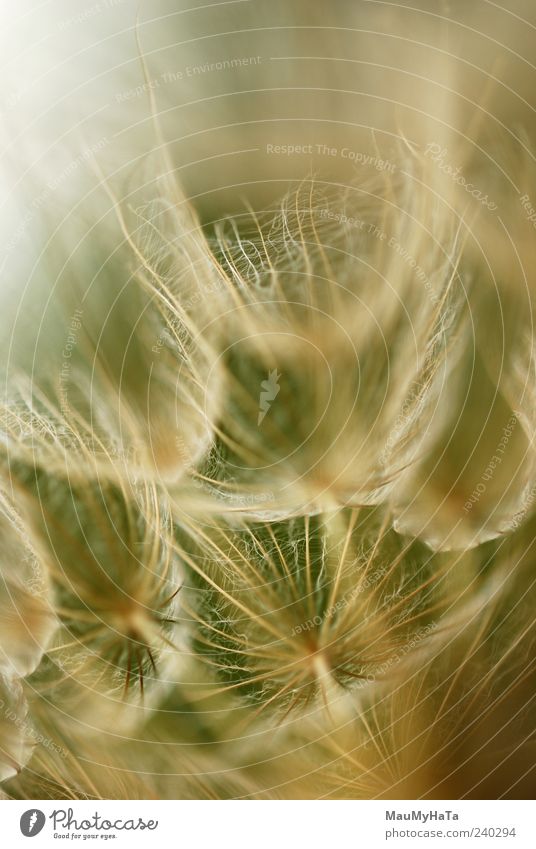 Dandelion Nature Plant Elements Summer Flower Grass Blossom Wild plant Garden Park Field Chaos Energy Colour Freedom Art Far-off places Teamwork Colour photo