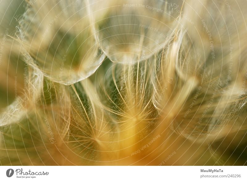 Dandelion Nature Plant Elements Summer Flower Grass Leaf Blossom Wild plant Garden Park Field Chaos Colour Freedom Art Puzzle Power Teamwork Colour photo