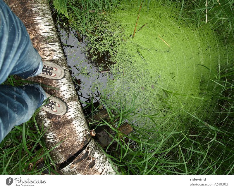 groats Adventure Environment Nature Plant Water Grass Wild plant Bog Marsh Pond Lake Natural Green Colour photo Exterior shot Copy Space right Day Reflection