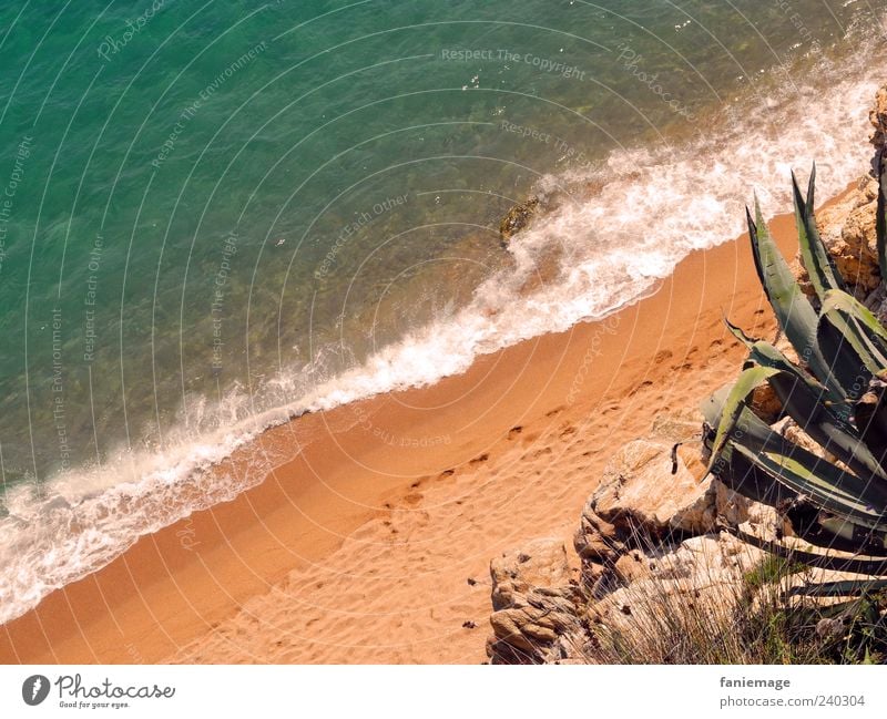 cactus playa Nature Sand Water Summer Beautiful weather Warmth Cactus Coast Ocean Stone Thorny Blue Brown Green Footprint calella Colour photo Exterior shot