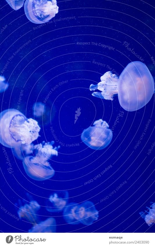 jellyfish Environment Nature Animal Water Wild animal Jellyfish Group of animals Animal family Authentic Natural Curiosity Blue Exterior shot Underwater photo