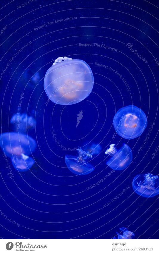 jellyfish in the sea Nature Animal Water Aquarium Jellyfish Group of animals Animal family Blue Peaceful Serene Patient Calm Exterior shot Underwater photo