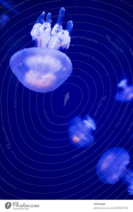 jellyfish portrait Nature Water Animal Jellyfish Aquarium 4 Group of animals Animal family Blue Underwater photo Animal portrait