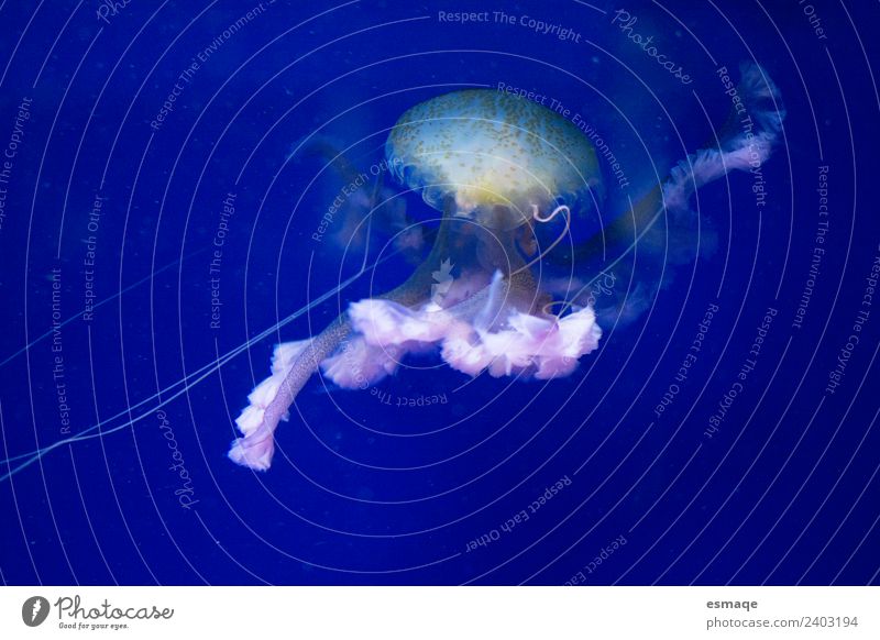 Portrait of jellyfish Nature Animal Climate Climate change Ocean Jellyfish Aquarium 1 Joie de vivre (Vitality) Optimism Safety (feeling of) Adventure Relaxation