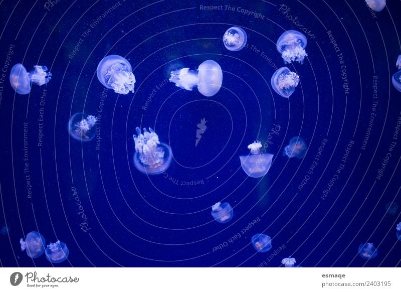 jellyfish Nature Water Beach Animal Wild animal Jellyfish Aquarium Group of animals Animal family Observe Authentic Funny Blue Exterior shot Underwater photo