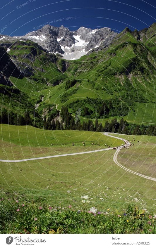 cattle gathering Agriculture Forestry Nature Landscape Cloudless sky Summer Beautiful weather Grass Alps Mountain Peak Snowcapped peak Street Crossroads Herd