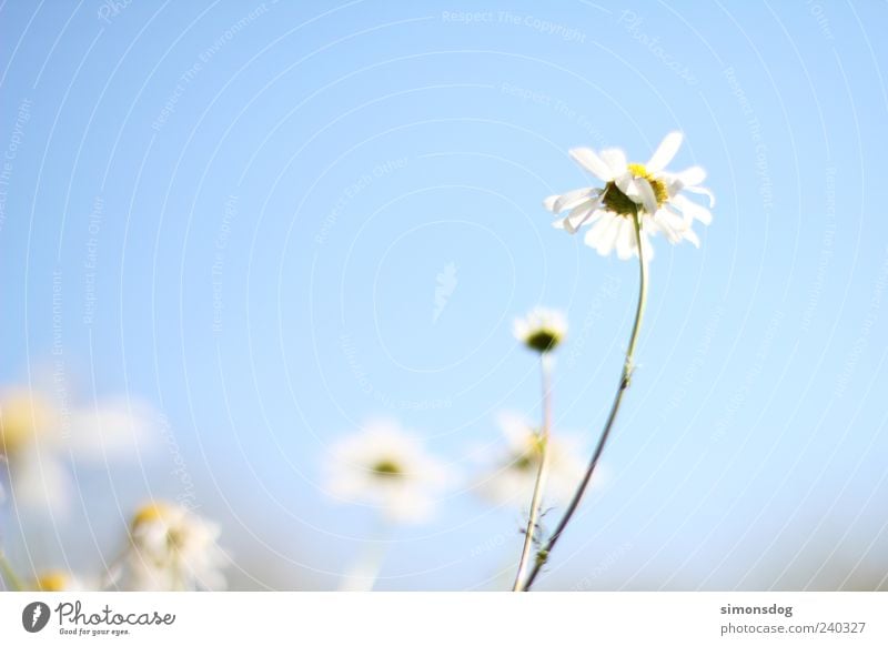 skyflower Nature Sky Cloudless sky Summer Plant Flower Blossom Blossoming Fragrance Illuminate Faded Esthetic Elegant Bright Natural Spring fever Uniqueness