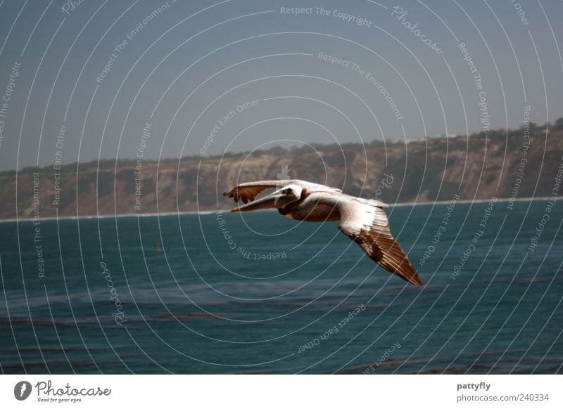 loner Nature Water Ocean Animal Wild animal Bird Pelican 1 Flying Authentic Elegant Beautiful Colour photo Exterior shot Copy Space top Day Animal portrait