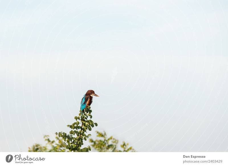 kingfisher Safari Animal Cloudless sky Beautiful weather Wild animal Bird Kingfisher 1 Flying Sit Wait Multicoloured Nature Observe Hunting Looking Beak Feather