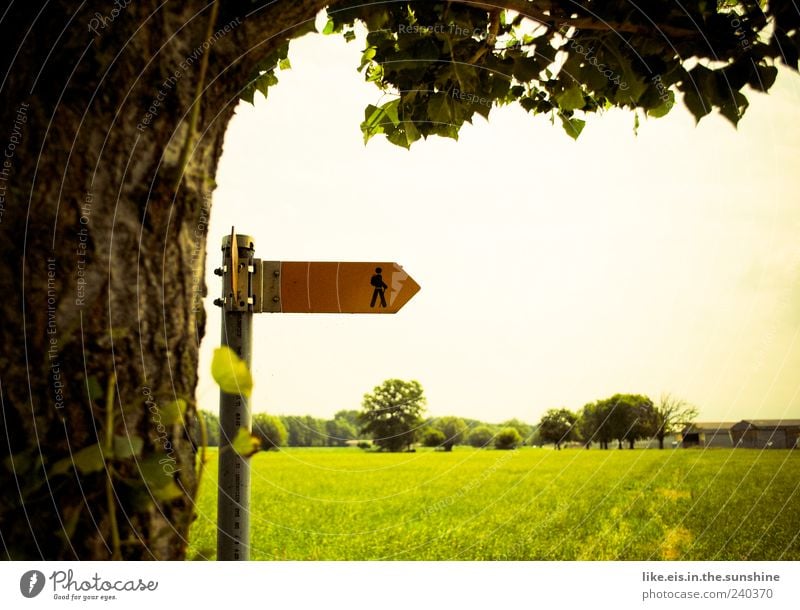 Where are they going?! Trip Summer Hiking Environment Nature Landscape Beautiful weather Tree Grass Meadow Going Vacation & Travel Natural Switzerland