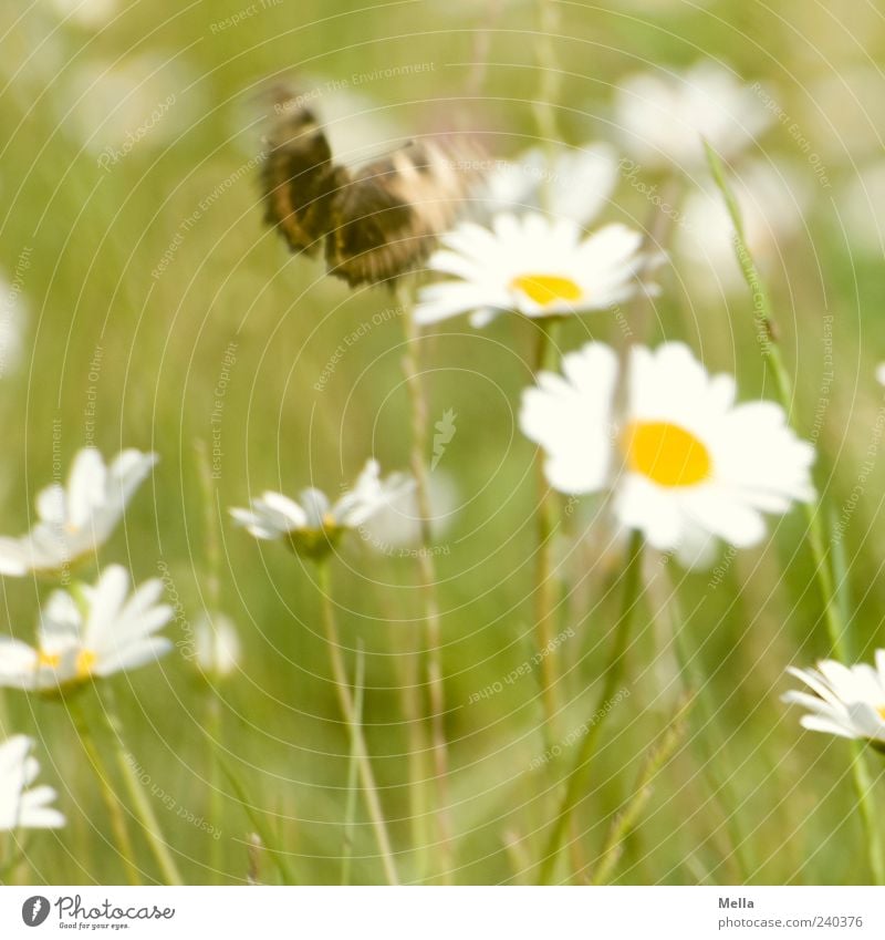 have a nice day Environment Nature Plant Animal Spring Summer Flower Grass Blossom Marguerite Wild animal Butterfly 1 Blossoming Flying Free Beautiful Natural