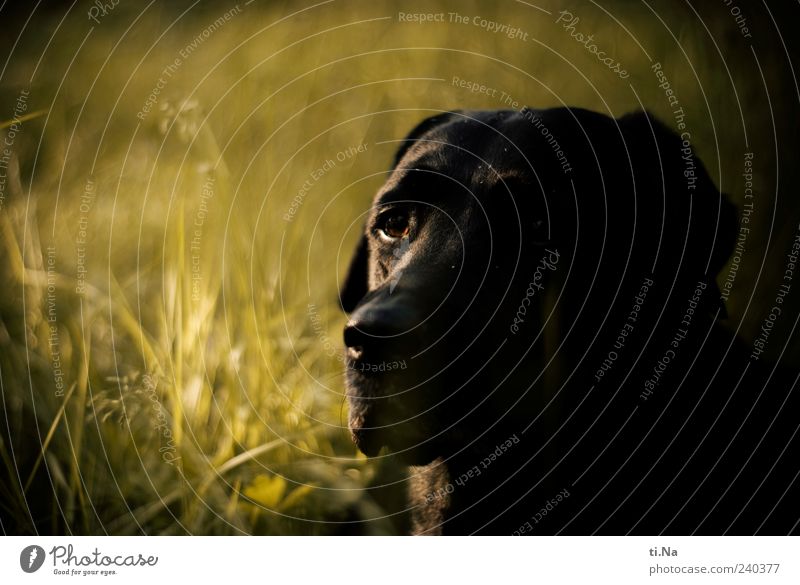 Faithful soul Animal Pet Dog Animal face Pelt Labrador 1 Looking Beautiful Uniqueness Green Black Colour photo Exterior shot Deserted Shallow depth of field