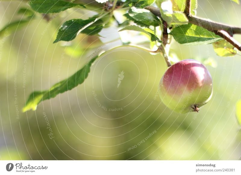 apple-fresh Fruit Apple Organic produce Hang Fresh Round Sour Green Apple tree Domestic farming Fuit growing Crunchy Red Leaf Colour photo Multicoloured