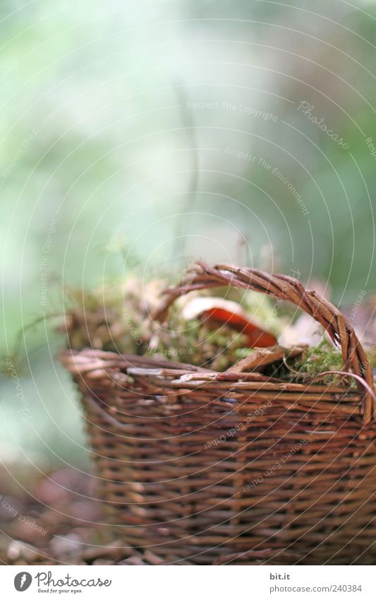 small basket Nature Plant Autumn Moss flaked Brown green Basket Wicker mesh Wicker basket Autumn leaves wood Carry handle Containers and vessels Still Life