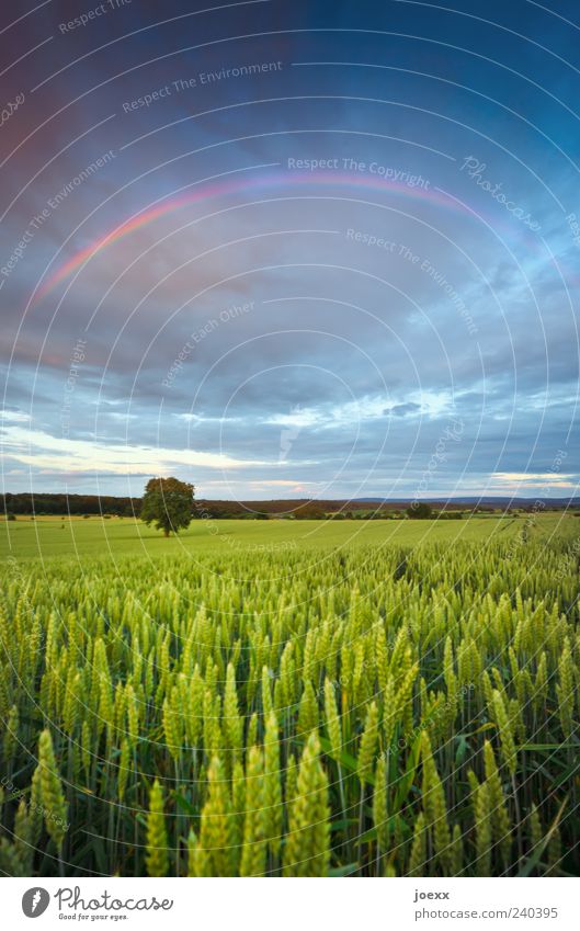 all over the place Environment Nature Landscape Sky Clouds Storm clouds Horizon Spring Summer Climate Weather Tree Agricultural crop Field Beautiful Blue Yellow