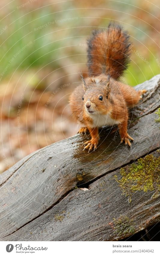 Red Squirrel Education Biology Environment Nature Animal Earth Tree Forest Wild animal 1 Love of animals fauna Mammal Spain spanish Europe European eurasia