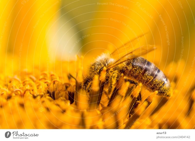 Macro honey bee collects yellow pollen on sunflower in nature Body Summer Sun Sunbathing Work and employment Environment Nature Plant Animal Sunlight Spring