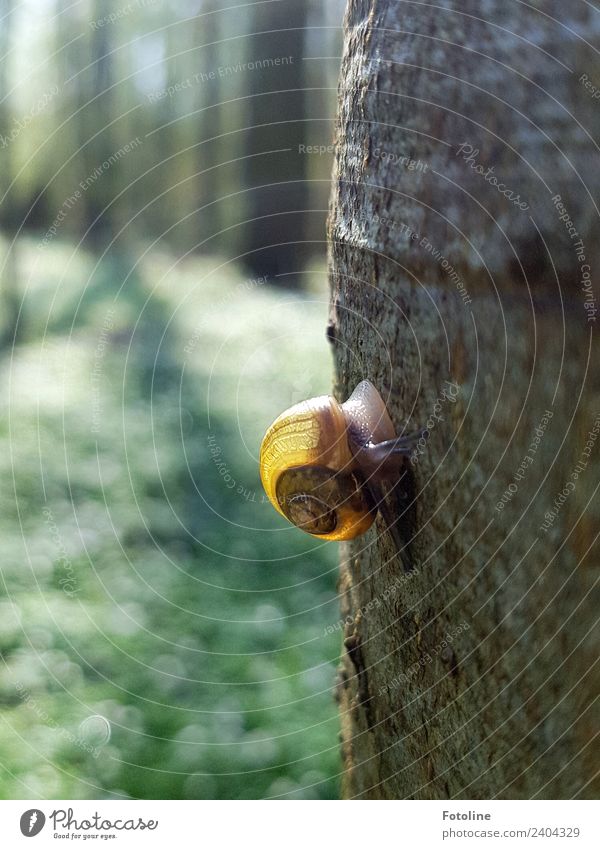 high up Environment Nature Plant Animal Spring Beautiful weather Tree Wild plant Forest Wild animal Snail 1 Fragrance Free Bright Small Near Natural Yellow