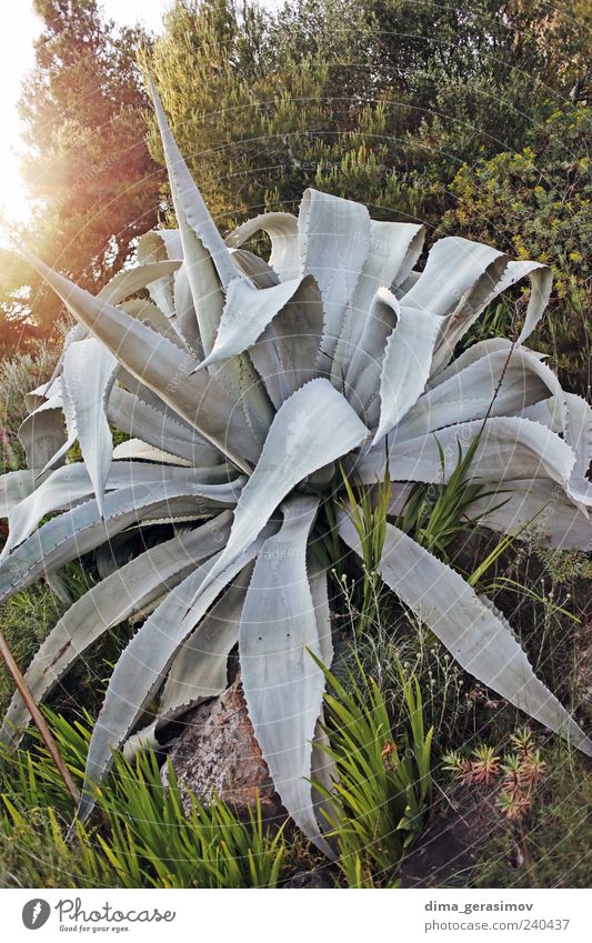 Monster Nature Landscape Plant Summer Flower Cactus Park Beautiful Multicoloured Gray Green Colour photo Exterior shot Close-up Detail Day Sunlight