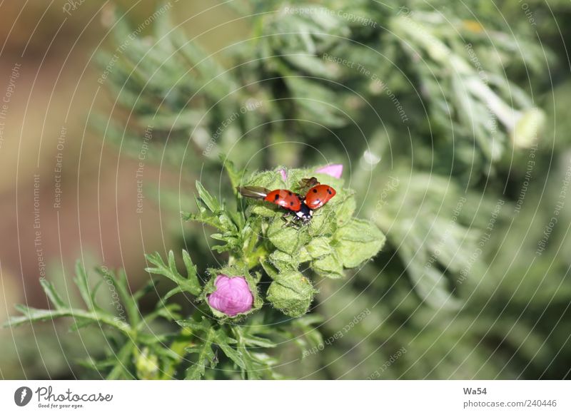 Fly, Beetle, fly Animal Animal face Wing Ladybird 1 Movement Blossoming Fragrance Flying Sit Wait Free Infinity Beautiful Small Above Brown Multicoloured Green