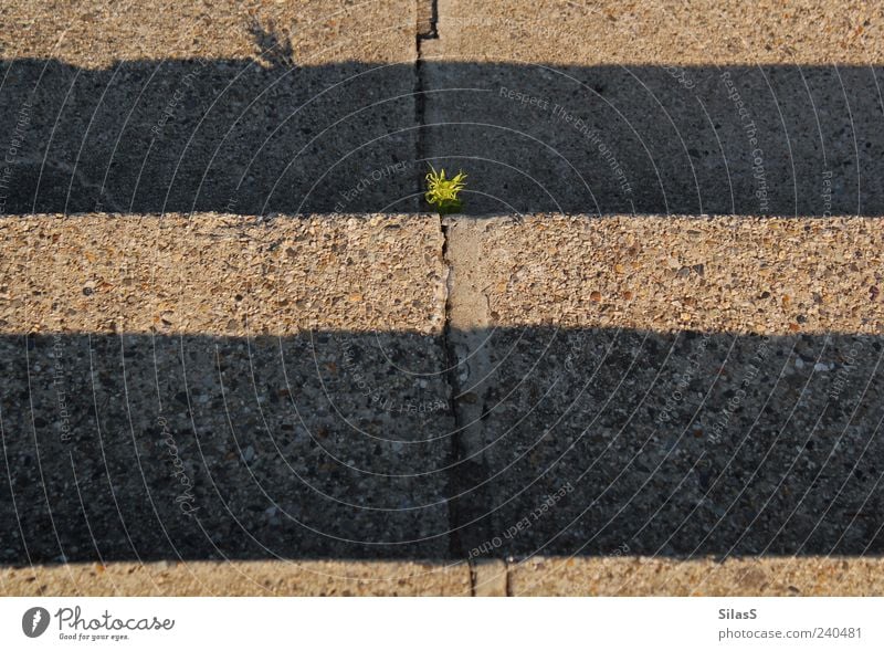 Shady place Sun Plant Weed Stone Stairs Brown Yellow Green Colour photo Exterior shot Pattern Evening Twilight Light Bird's-eye view Striped Asphalt Concrete