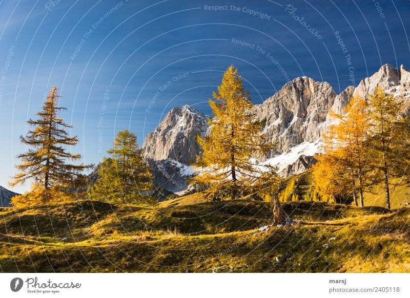 Seasons | gilded autumn Harmonious Relaxation Calm Vacation & Travel Tourism Trip Mountain Hiking Nature Landscape Autumn Beautiful weather Plant Tree Larch