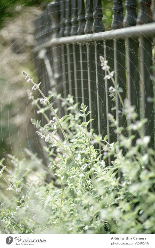 life behind bars Nature Plant Spring Summer Flower Agricultural crop Wild plant Lavender Growth Natural Light green Garden fence Metalware Iron Exterior shot