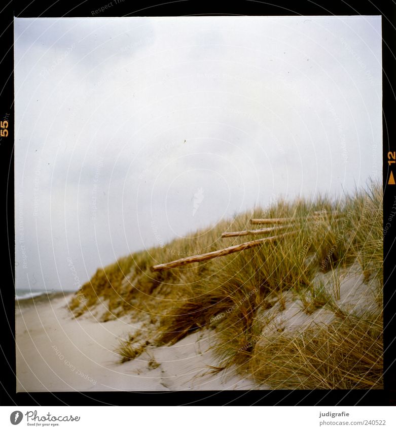 Darß Place Environment Nature Landscape Plant Sky Clouds Grass Coast Beach Baltic Sea Ocean Darss Western Beach Sand Wood Natural Wild Moody Calm Colour photo