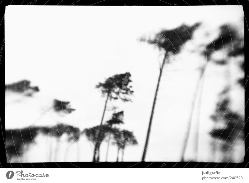 western beach Environment Nature Plant Tree Coast Exceptional Dark Natural Wild Black White Moody Wind cripple Black & white photo Exterior shot Deserted