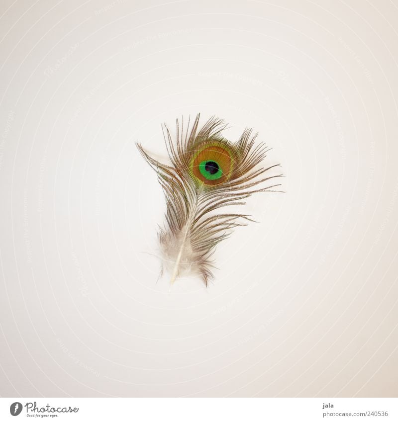 peacock Feather Peacock feather Esthetic Simple Beautiful Natural Colour photo Interior shot Deserted Copy Space left Copy Space right Copy Space top