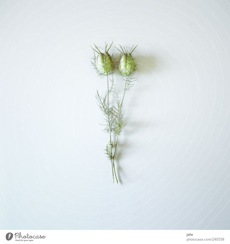 plant Plant Flower Esthetic Simple Elegant Beautiful Gray Green Colour photo Interior shot Deserted Copy Space left Copy Space right Copy Space top