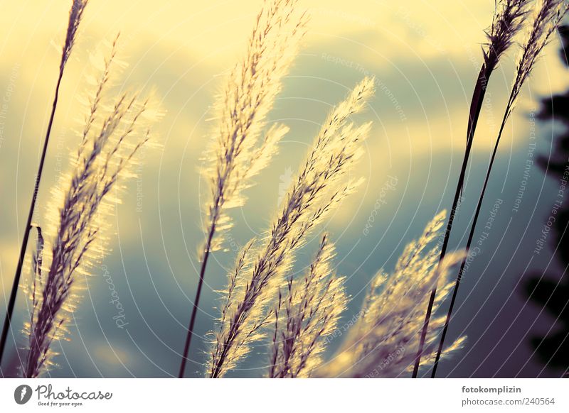 light grass Nature Plant Clouds Storm clouds Grass Bushes Illuminate Esthetic Gold Moody Calm Apocalyptic sentiment Eternity Life Dream Sadness Past Transience