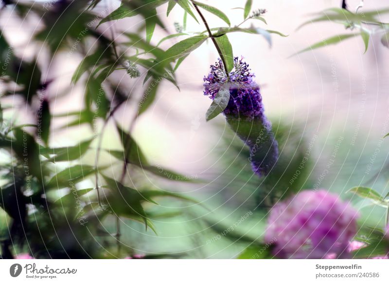 Flower hedge transparency Nature Plant Spring Summer Blossom Garden Esthetic Contentment Lilac Close-up Vista Green Violet White Calm Positive Subdued colour