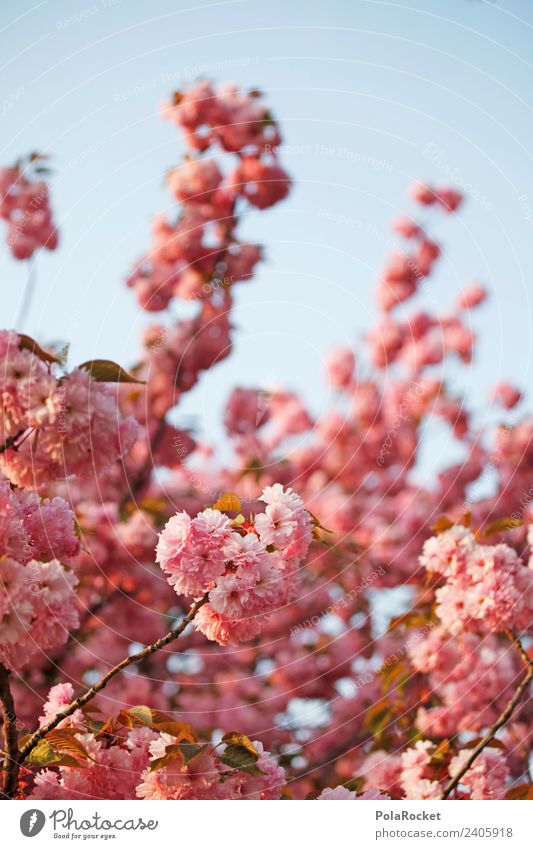 #A# Spring in Dresden Art Esthetic Spring day Spring colours Spring celebration Blossoming Green pastures Flowering plant Pink Colour photo Subdued colour