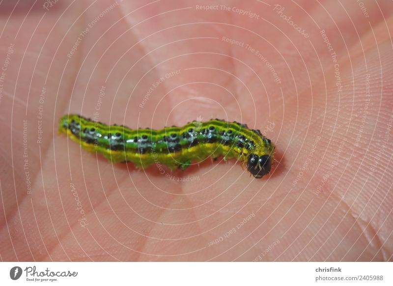 Zünsler caterpillar on hand Animal Caterpillar Butterfly 1 Crawl Disgust Hideous Slimy Green Box tree Destructive weed bux Colour photo Exterior shot