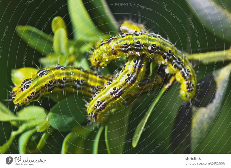 Zünsler 3 caterpillars in boxwood Nature Plant Tree Bushes Animal Caterpillar To feed Crawl Disgust Green Box tree Boxwood Borer Pests bux Colour photo