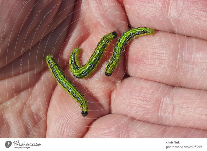 Zünsler 2 caterpillars on hand Animal Caterpillar 3 Crawl Disgust Box tree Boxwood Borer Pests Cydalima perspectalis Spring Plagues bux Colour photo Close-up