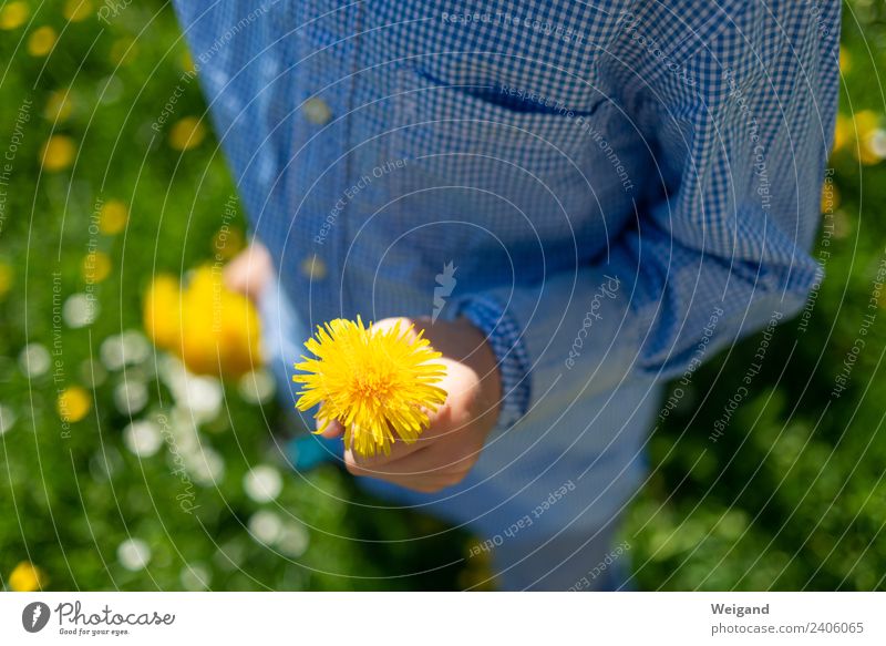 Not only on Mother's Day III Relaxation Calm Meditation Fragrance Child Toddler Infancy Touch Vacation & Travel Dandelion Donate Meadow Spring Summer Pick Shirt