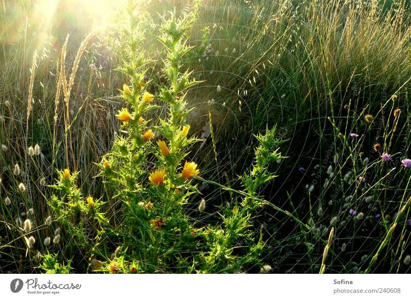 In the morning Garden Nature Plant Sunrise Sunset Sunlight Spring Summer Beautiful weather Blossom Foliage plant Wild plant Meadow Touch Blossoming Relaxation