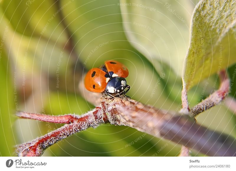 Ladybird on the runway Beetle lucky beetle Good luck charm symbol of luck Happy Quince Branch September Flying native beetle Domestic Crawl Departure Landing