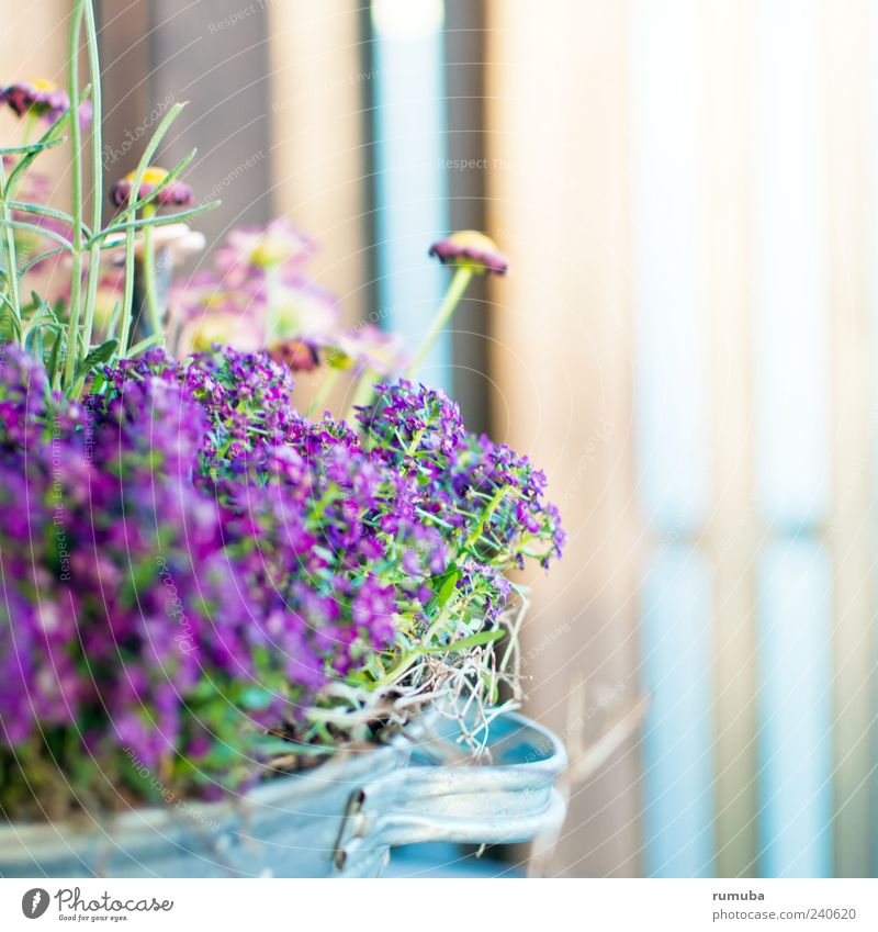 spring flowers Garden Spring Summer Plant Flower Blossom Pot plant Blossoming Beautiful Violet Pink Flowerpot Colour photo Exterior shot Close-up