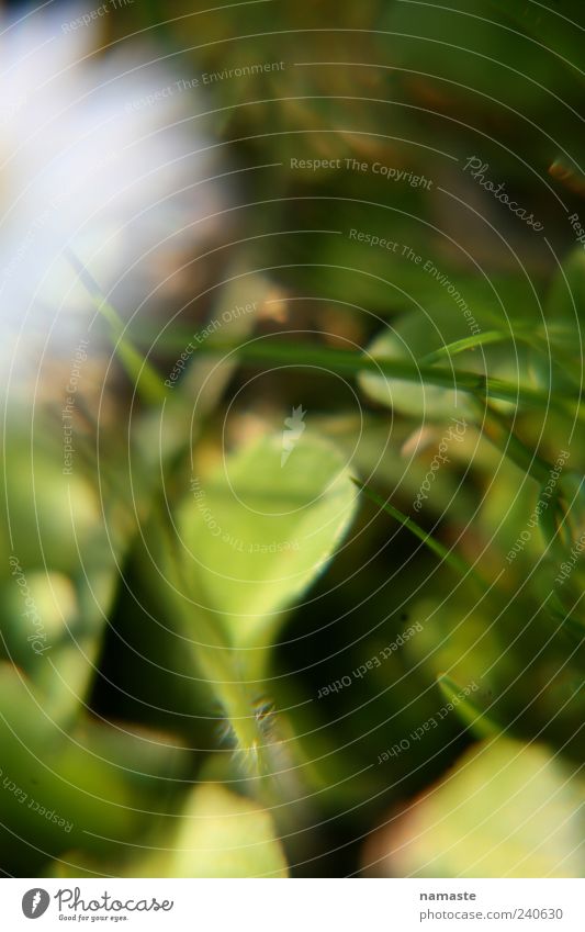 all right... Nature Plant Animal Spring Summer Beautiful weather Flower Leaf Blossom Ease Colour photo Exterior shot Macro (Extreme close-up) Deserted Blur