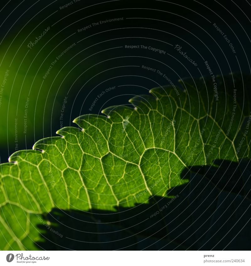 Light and shadow 1 Environment Nature Plant Leaf Green Prongs Corner Translucent Rachis Line Colour photo Exterior shot Deserted Morning Shadow Contrast