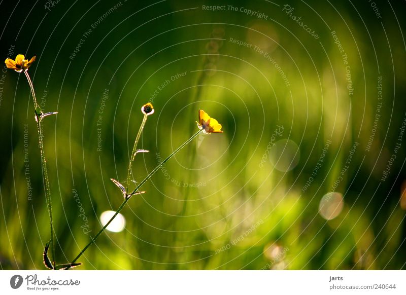 silence Nature Plant Summer Beautiful weather Flower Grass Wild plant Meadow Fragrance Natural Contentment Safety (feeling of) Warm-heartedness Calm