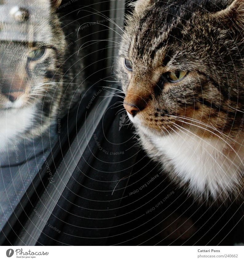 Not alone Animal Pet Cat Animal face Observe Dark Uniqueness Near Curiosity Cute Domestic cat Reflection Window Pelt Glass Window pane Colour photo Day