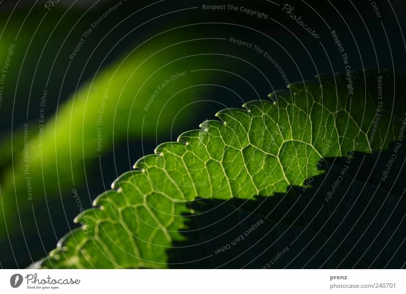 Light and Shadow 2 Plant Leaf Wild plant Green Black Rachis Prongs Translucent Line Exterior shot Colour photo Deserted Morning Silhouette