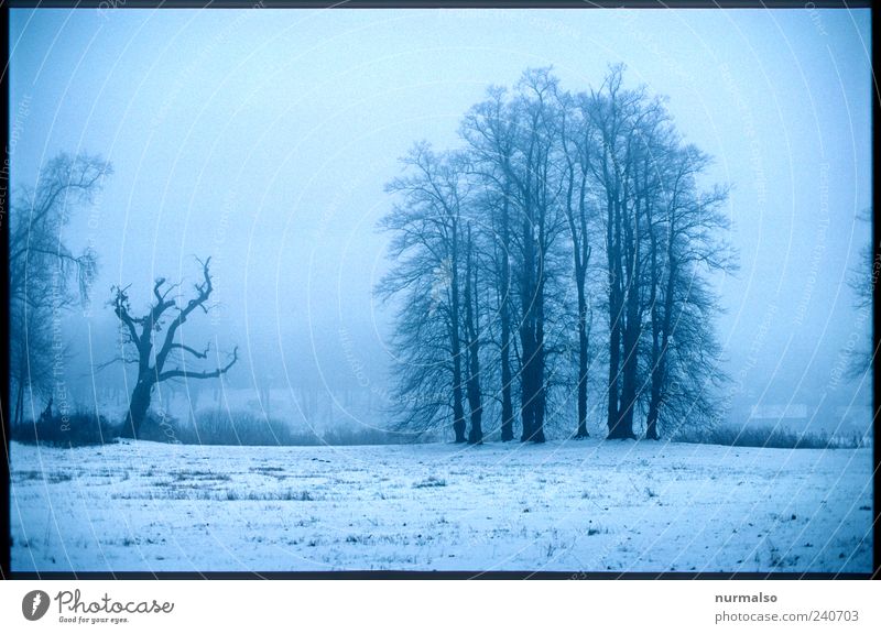 Dull view Lifestyle Far-off places Environment Nature Landscape Winter Fog Ice Frost Snow Tree Park Meadow Forest River bank Relaxation Dream Sadness Dark Cold